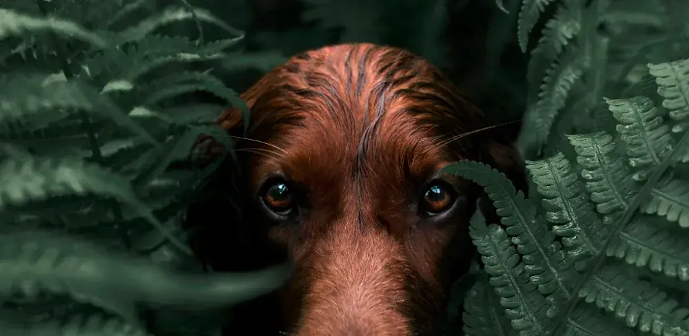 Lightroom Photo & Video Editor icon