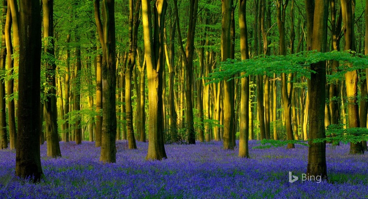 Bing Wallpaper screenshot 1