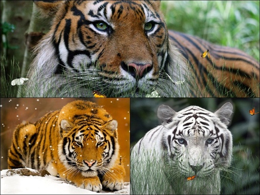 Wild Tigers Screensaver screenshot 1