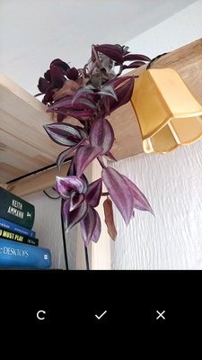 PlantIn screenshot 1