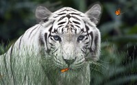 Wild Tigers Screensaver icon